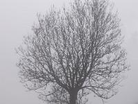 Kahler, einsamer Baum auf nebliger Wiese